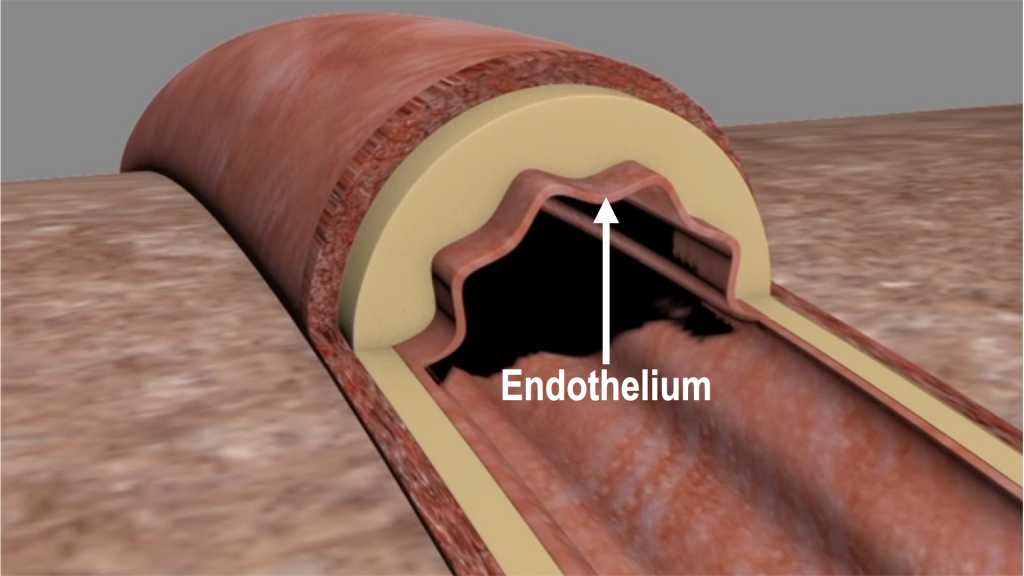 Illustration of the endothelium