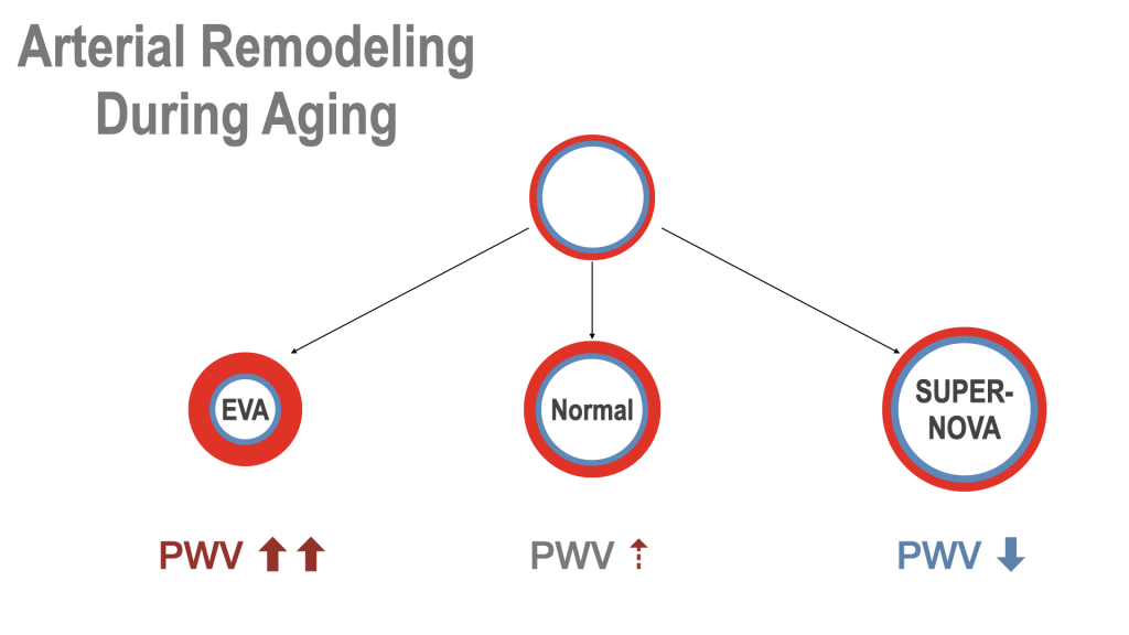 Arterial Remodeling from EVA to SUPERNOVA