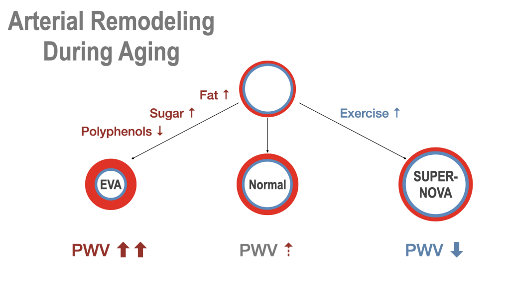 Illustration EVA vs SUPERNOVA by diet and exercise effects