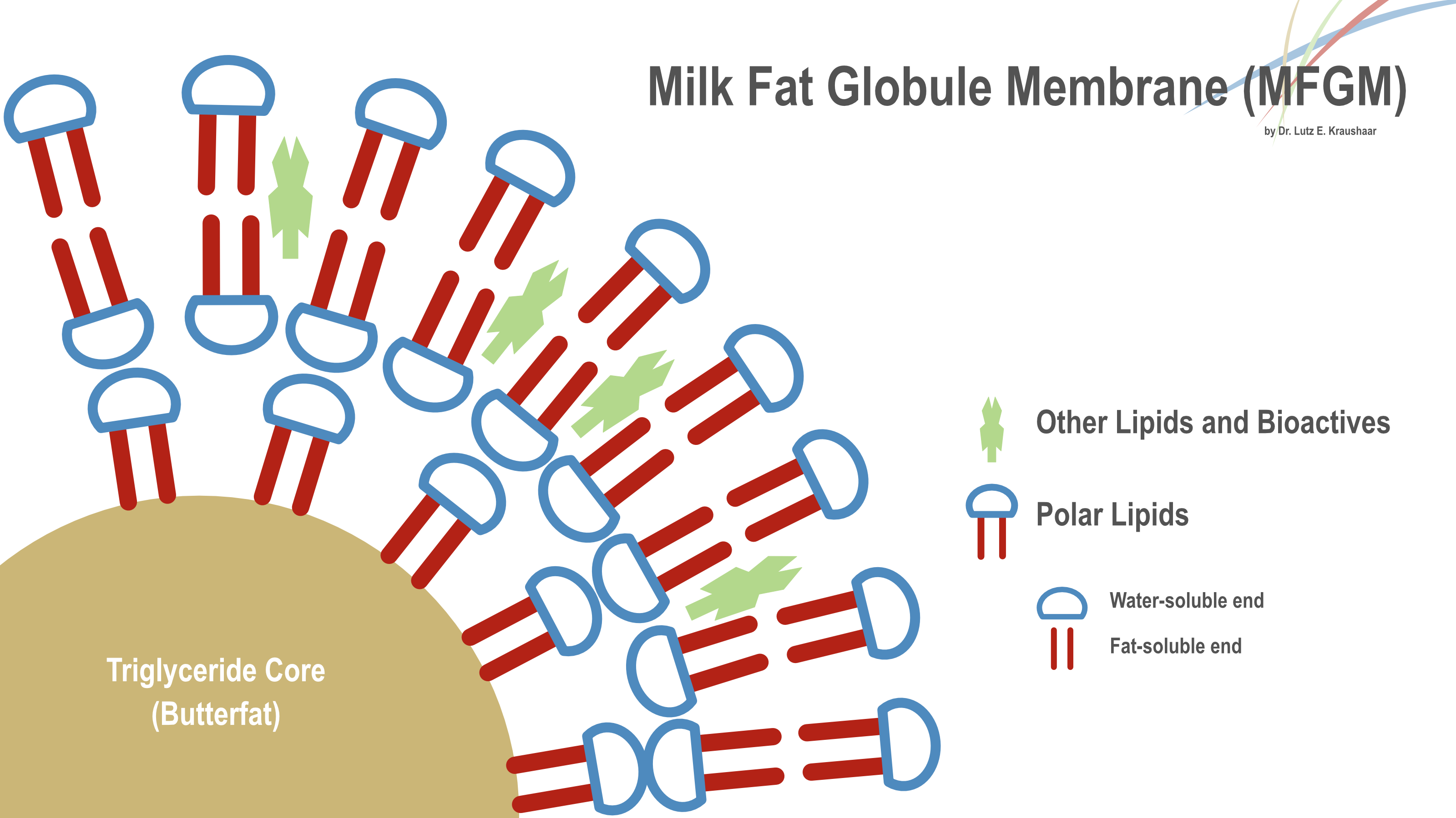 Milk Fat Globule Membrane 